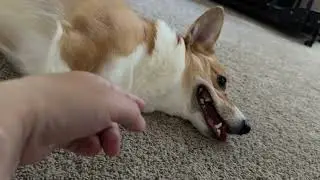 My dog Yuna the Corgi mix playing catch.