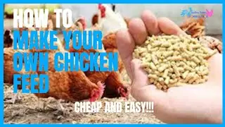 Make Your Own Chicken Feed At Home With This Simple Recipe (HD Quality)