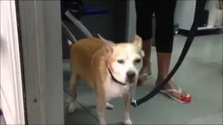 chronic bronchitis - dog