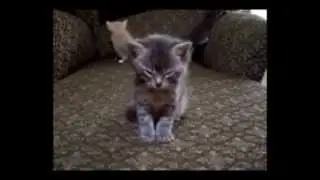 Очень милое видео про засыпающего котёнка