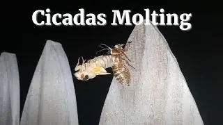 Why do Cicadas Shed Their Skin?