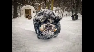 Snow Plow Mick - The Kune Kune Pig