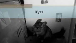 Кузя 1