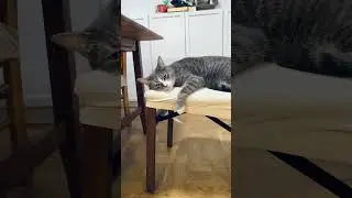 lazy cat sleep