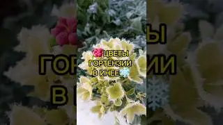 🌺Цветы гортензии в инее❄️