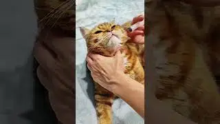 Как дать коту лекарство. Даём Персику котоверин