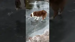 MURPH IS CONFUSED. NEVER SEEN ICE 😂 