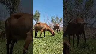 Лунная долина