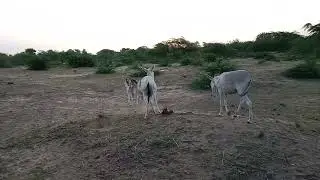 Donkey mating with female