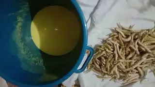 Majjigalo mirapakaayalu making