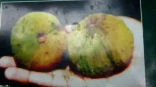 tulisanmu puisiku - eps.kecapi