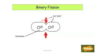L.C. Biology Bacteria Reproduction