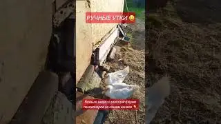 Ручные утки 👋 молодая ферма пенсионеров 