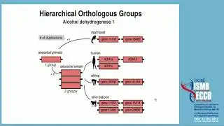 Proceedings: Orthologous Matrix (OMA) algorithm... - Christophe Dessimoz - Function - ISMB/ECCB 2017