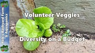 Volunteer Veggie plants, Free Plants = Free Food.