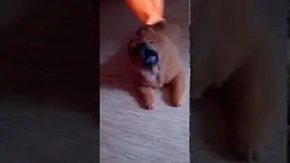 Щенок Чау-чау Кира и Коррида