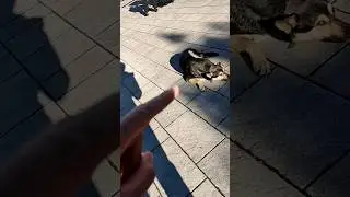 Пёс приехал в Россию и заговорил на русском    ШОК😳