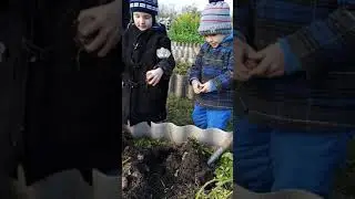 сбор второго урожая