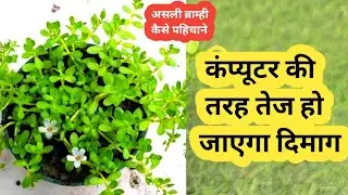 कंप्यूटर से भी  तेज हो जाएगा दिमाग || असली ब्राम्ही का पौधा कैसा होता है ?