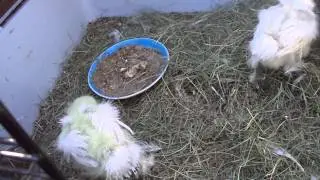 Сегодня нам 15 дней #2] + Ко ко