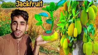 Reaction to video Growing Jackfruit in orange To many jackfruit tree