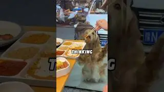#lovely #animals #love #funnyshorts #funny #shortvideo #shorts #foryou #fyp