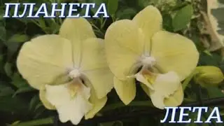 №767/ ОБЗОР орхидей и САДОВЫХ растений в с/ц ПЛАНЕТА ЛЕТА