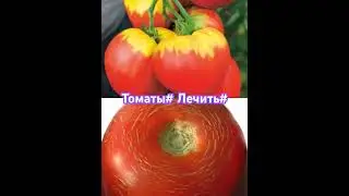 МНОГОЕ О ТОМАТАХ