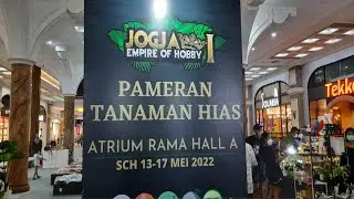 Harga Aglaonema Mulai 5rb