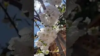 樱桃树开花🌼 最美时刻 Spring day