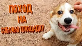 Поход на собачью площадку :з