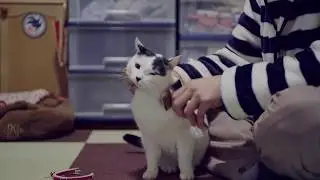ブラッシング