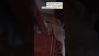 котики #котики