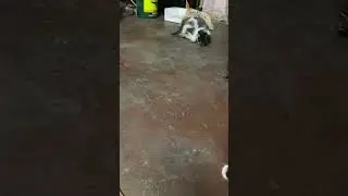 DRUNKEN MASTER #cat #funnycats #funnycatvideos