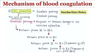 Blood clotting | Mechanism | Intrinsic and extrinsic pathway | Handwritten notes