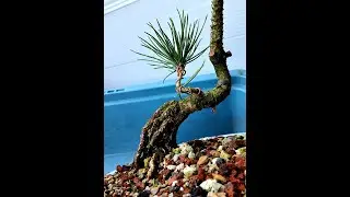 Growing Japanese Black Pine From Seed for Bonsai fall 2024