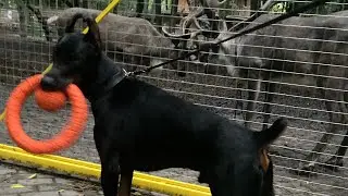 Звери в неволе