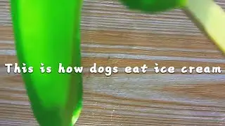 Dogs become thin by eating ice cream