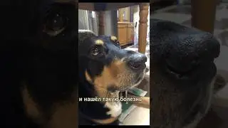 Когда у собаки отказали лапы