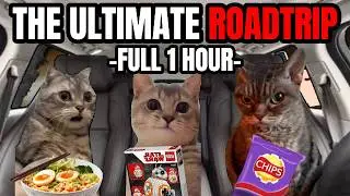 Cat Memes Roadtrip Compilation Full 1 Hour