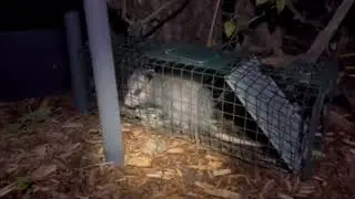 I caught an Opossum eating my ground cherries