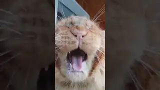 Семья кота Джокера.Без тебя Любимочка ,мой День рождения очень грустный.