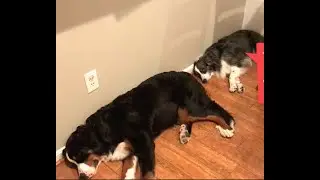 Dog daily activity - car ride, running in field, nap...