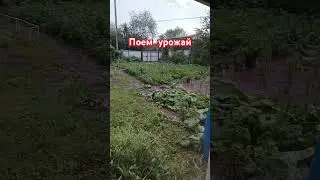 3 августа 2024 г.