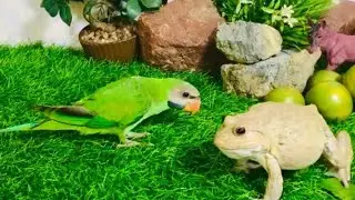 FUNNY FROG VS PARROT 🦜  🐸 ??? Screaming frog  ,,,,  funny video compilation #frog #funnyvideo