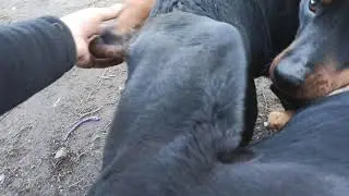 БОРИС и Чара ВЯЗКА СОБАК