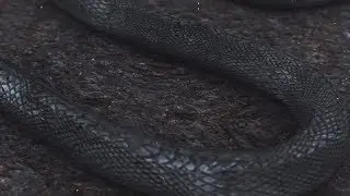 snake ~ Luis K.