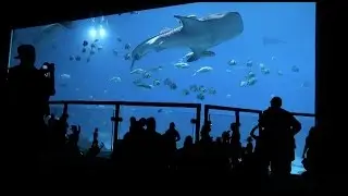 HUMAN VS WHALE SHARK
