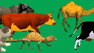 Animals Stampede Running and Walking Green Screen Blue Screen HD Animals Green Screen Video
