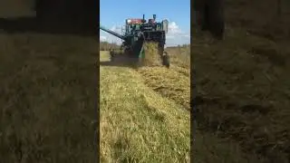 Молотим овес 